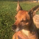 Steven Pigg - @pigg.steven - Instagram
