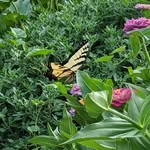 Steve Poteat - @poteatsteve - Instagram