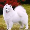 Steven Rand338 - @stevenrand338 - TikTok