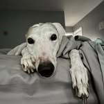 Steven Randazzo - @randy4.81 - Instagram