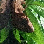 Steven Rauscher - @capitolreptiles - Instagram