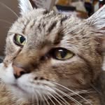 Steven Riddell - @stevenhome7705 - Instagram