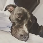 Steven Rodney Cabral - @fallenkingz420 - Instagram