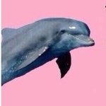 steven sass - @imadolfins - Instagram