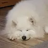 stevenscharr - @stevenscharr - TikTok
