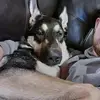 stevenschmalzried - @stevenschmalzried - TikTok