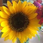 Steve n Dawn Schrock - @schrockcabinlife - Instagram