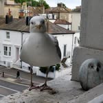 Steven Seagull - @steven.the.seagull - Instagram