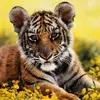 Steven Searles - @steven.searles0 - TikTok