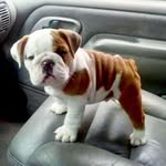 Steven shearon - @stevenshearon1122 - Instagram