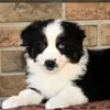 Stephen Sheriff - @stephen.sheriff8 - TikTok