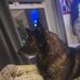 Steven Shine - Facebook