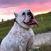 Steven Shine - Facebook