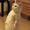 Steven Shine - @steven.shine6 - TikTok
