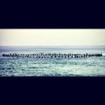 Steve Shirk - @steveshirk1 - Instagram