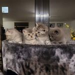 Steve Siegfried - @steve.siegfried.718 - Instagram