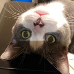 Steven O’Malley Siegfried - @bigstevethecat - Instagram