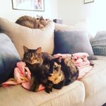 Steven Silvernail - @mymischiefmeowers - Instagram