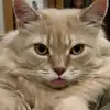 stevensilvey818 - @stevensilvey818 - TikTok