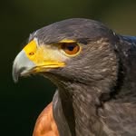 Steven Snipes - @stevenwsnipes - Instagram