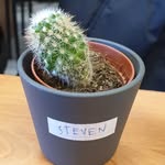Steven the Cactus - @steven_sokrates_cactus - Instagram