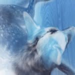 Steven Ray Stapp - @stevethedog40317 - Instagram