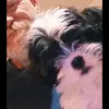 Steven steller - @steven.steller7 - TikTok