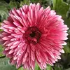 Stephan Steven - @stephan.steven7 - TikTok