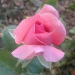 Steven Straub - @underastrauberrymoon - Instagram