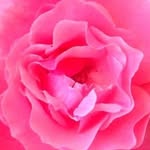 Steven Straub - @aromanticpoetisoalovingmuse - Instagram