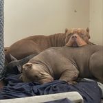Sullys Dream - @_steven_sullys_dream_ - Instagram
