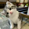 Helpingdaddystevengore - @steven.sunday12 - TikTok