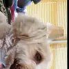 steve swiger - @gc.pork.watch - TikTok