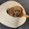 Steve Teitelbaum351 - @steveteitelbaum35 - TikTok