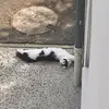 Steven Tessier - @steven.tessier4 - TikTok