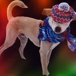 Schmidt pets - @tidders.steven.doug.jeff.tom - Instagram