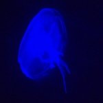 Steven Timmons - @jellybluefish - Instagram