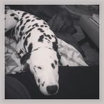 Steven Timmons - @osxorohorn - Instagram