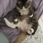 Steve Tittle - @hawaiianizfan - Instagram