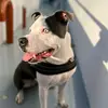 Stefan Veldkamp832 - @stefanveldkamp832 - TikTok