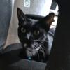 cat cube 98 - @stevenverdekel - TikTok
