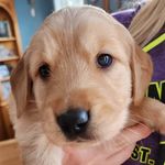 Steven Viars - @steventhegoldie - Instagram