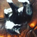 Steven Walpole - @walpolesteven11 - Instagram