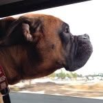Steven Webb - @steven_the_dog - Instagram