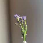 Jason Wesley - @stevenwestern130 - Instagram
