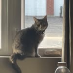 Steven Whelan - @stevenw15532 - Instagram