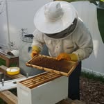 Steven Whitley - @steven_the_bee_man - Instagram