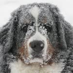 Steven C. Wichmann - @bearuster - Instagram