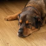 Stevie Wicks Comedy and The Scottish History Hound - @stevenwicks_uk - Instagram