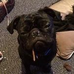 Steven Wilkins - @swnurgle - Instagram